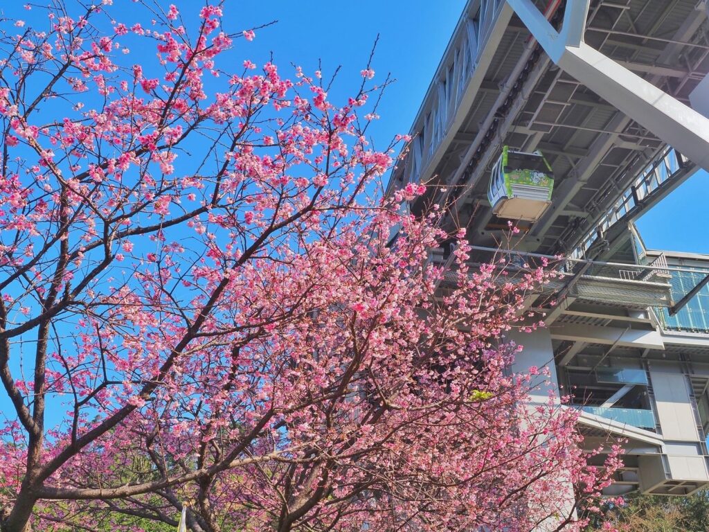 貓纜「指南宮站」附近的櫻花綻放,十分嬌豔。(圖/大地處提供)