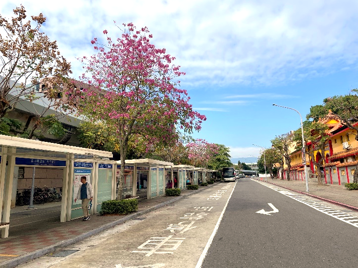 玉門街沿線的洋紅風鈴木,增添城市春日氣息。(圖/臺北市政府公園處提供)