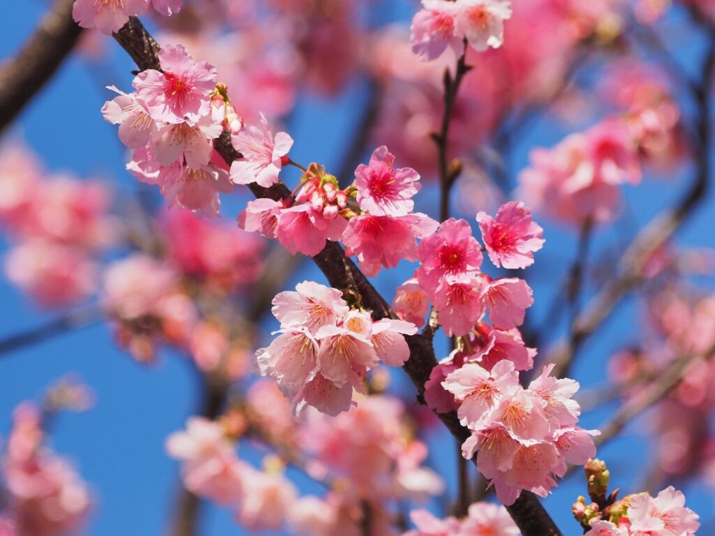 指南風景區櫻花初開,新春連假期間可以前往走春。(圖/大地處提供)