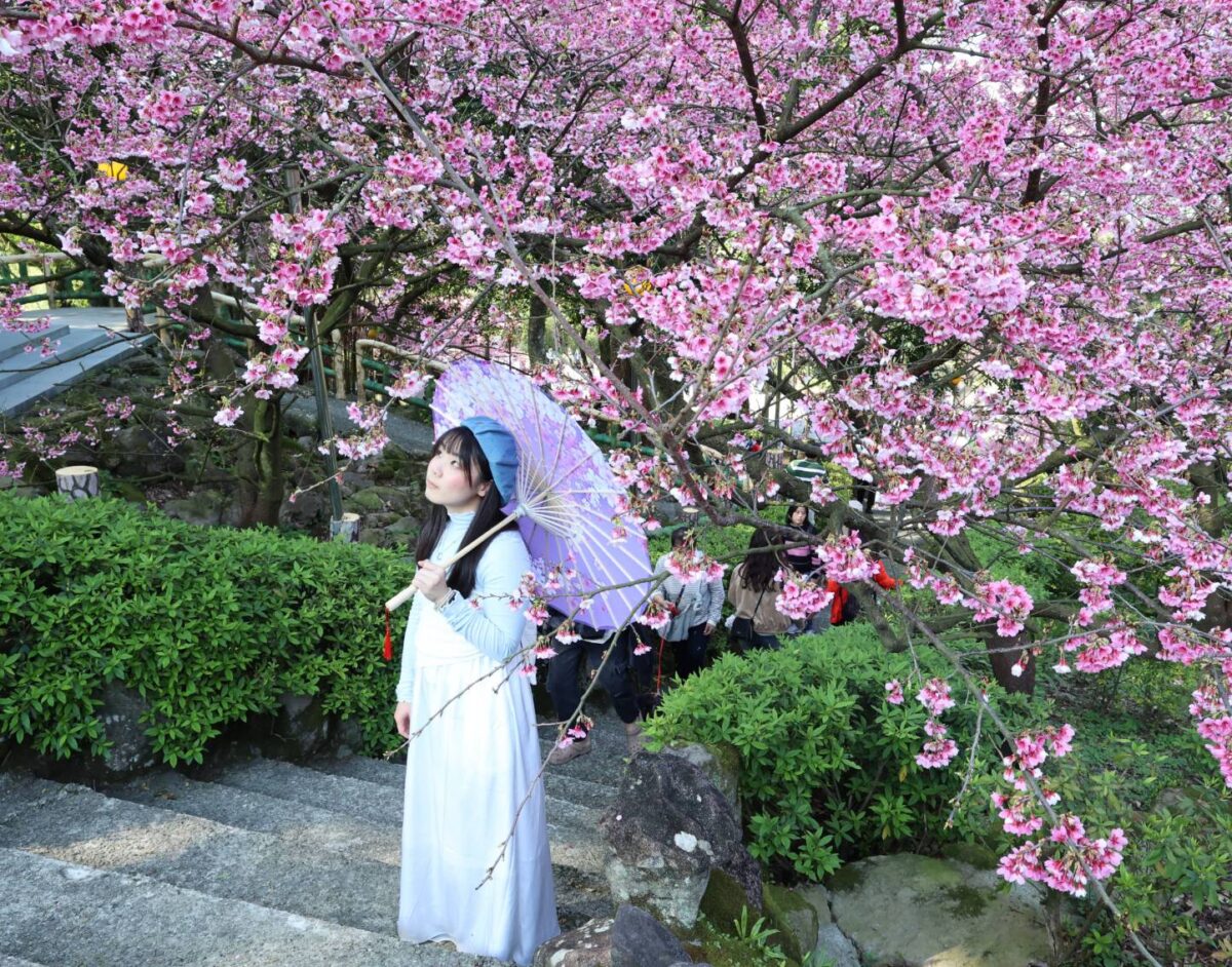 全台超美木蓮花海與粉櫻步道  新北春季秘境一日遊備受關注