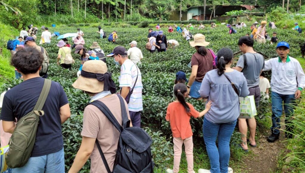 ▲民眾走入新北市茶香山林,在春日暖陽中體驗悠閒的品茗慢生活。 (圖/新北市觀光旅遊局 提供)