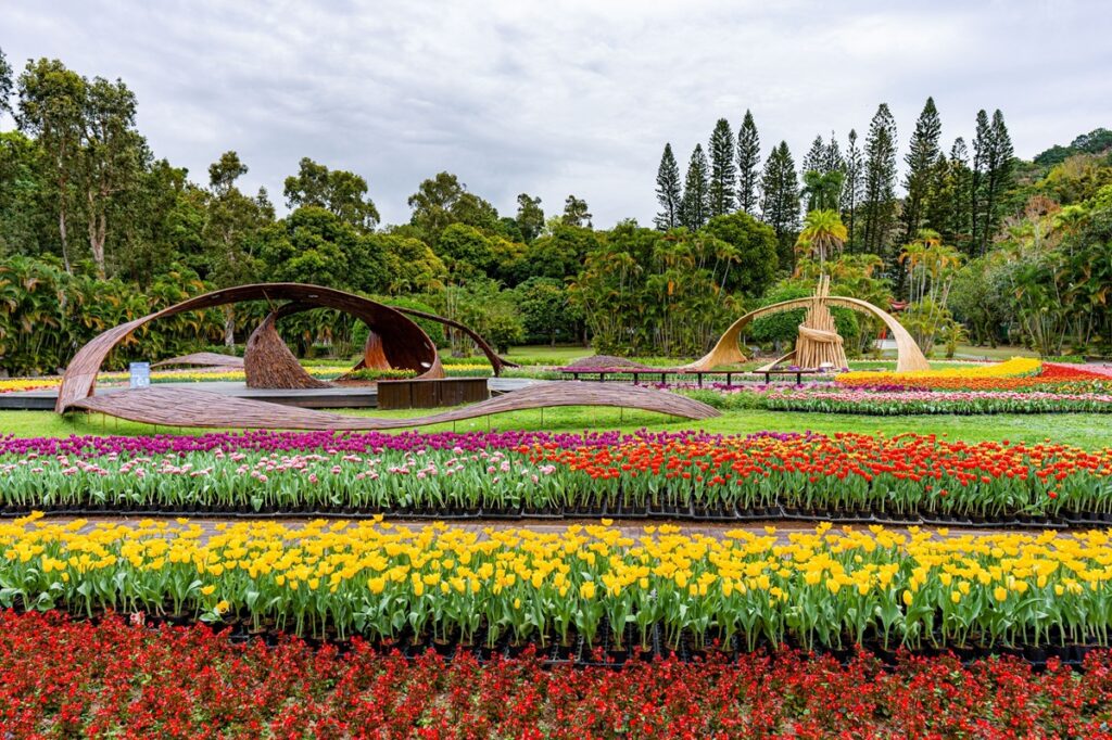 鬱金香花海色彩繽紛，美不勝收。（圖/公園處提供）
