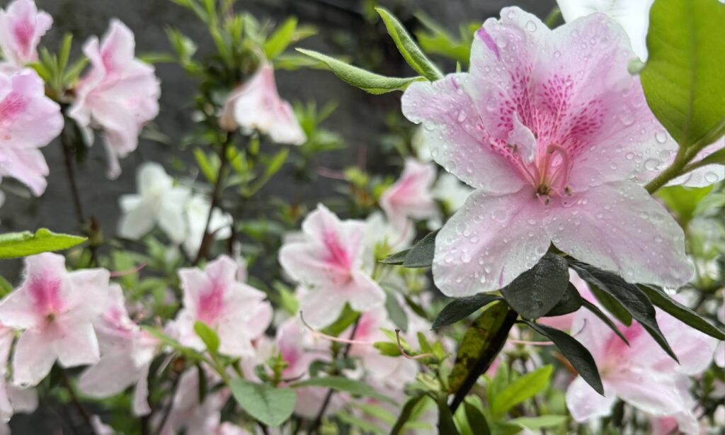 ▲春天正是賞花好時節,櫻花、杜鵑花與油桐花陸續綻放。(圖/新北市觀光旅遊局 提供)