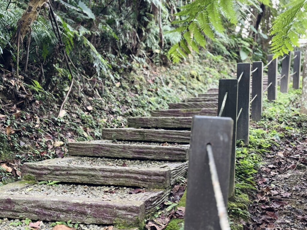 ▲沿著桐花步道緩步而行,走進自然節奏,遇見山林裡流動的樂音。(圖/新北市觀光旅遊局 提供)