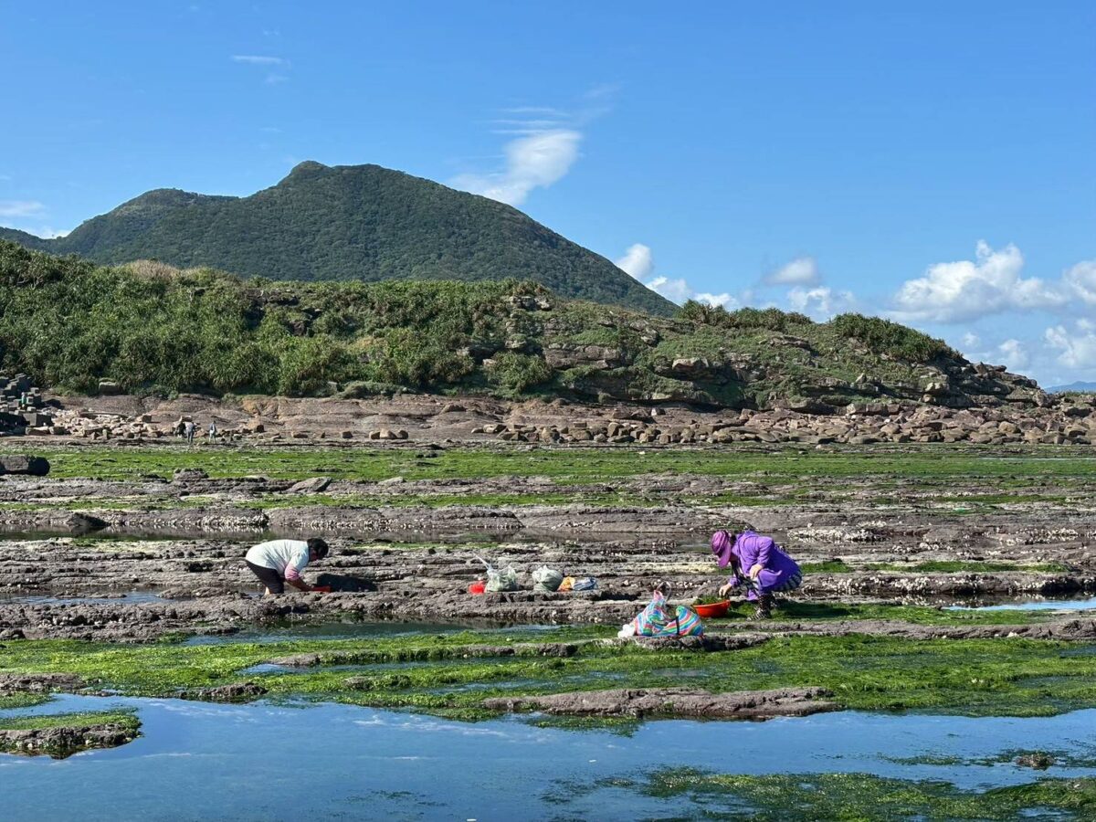 東北角春日限定海味登場  石花菜盛產邀民眾賞海景品石花凍