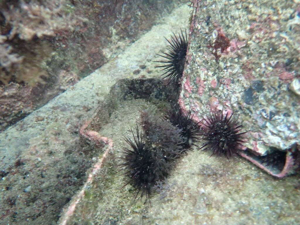 ▲貢寮當季紫海膽受到消費者的歡迎。(圖/新北市漁業處 提供)