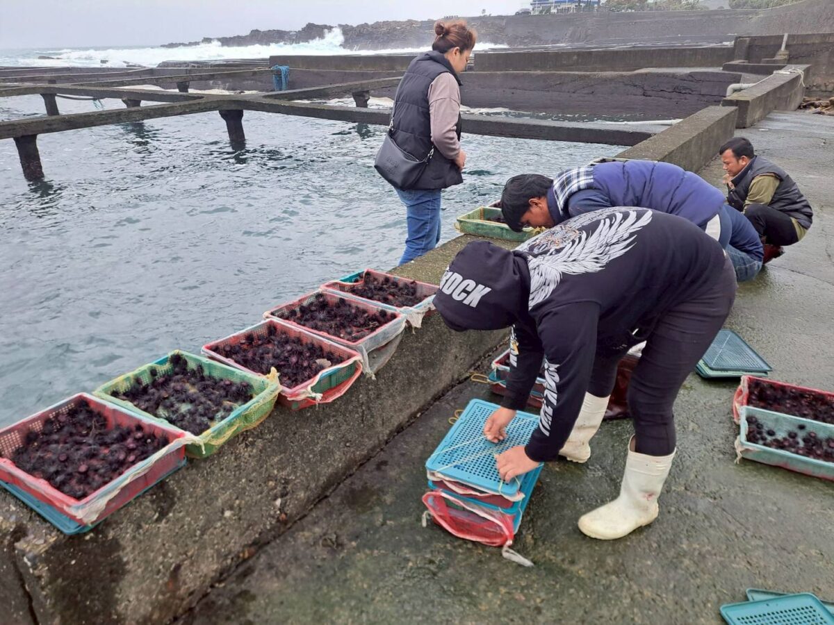 品味東北角海洋珍饈  貢寮當季紫海膽正鮮甜